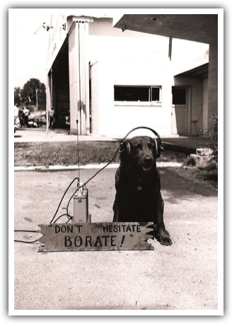 Chocolate Lab