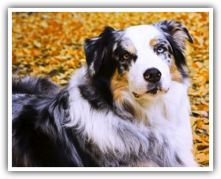  Australian Shepard (Aussie)