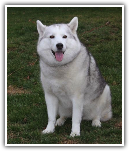 Siberian Husky