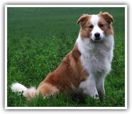 Welsh Corgi