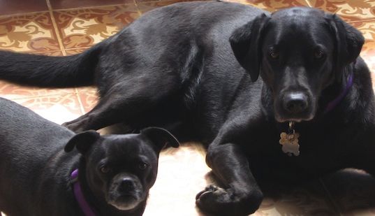Black Labrador Retriever Pug Mix