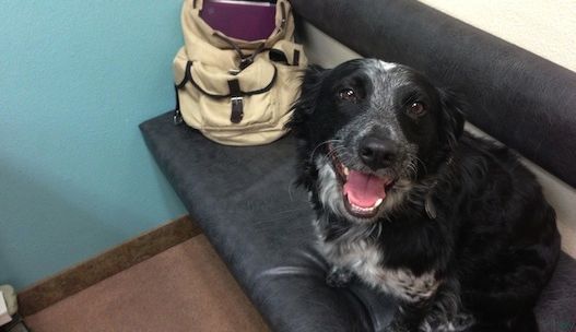 Border Collie drives Classic VW Van