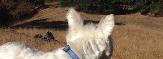 Border Collie, Golden Retriever, Siberian Husky